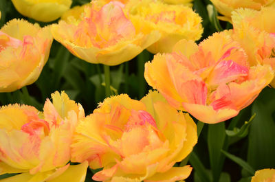 Yellow rose-like tulip closeup in keukenhof garden