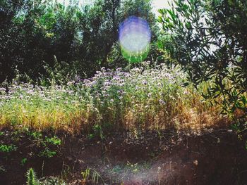 Plants growing on tree