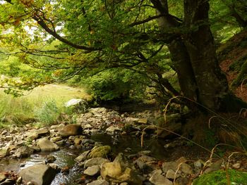 Scenic view of forest