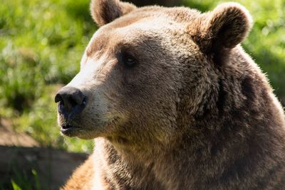 Close-up of a bear looking away