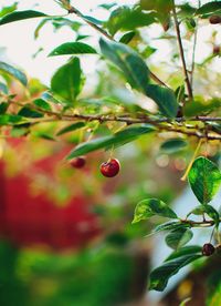 Close-up of berries growing on tree