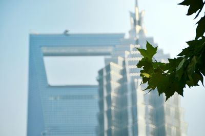 Low angle view of leaves