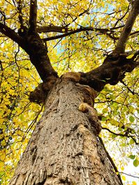 Low angle view of tree trunk during autumn