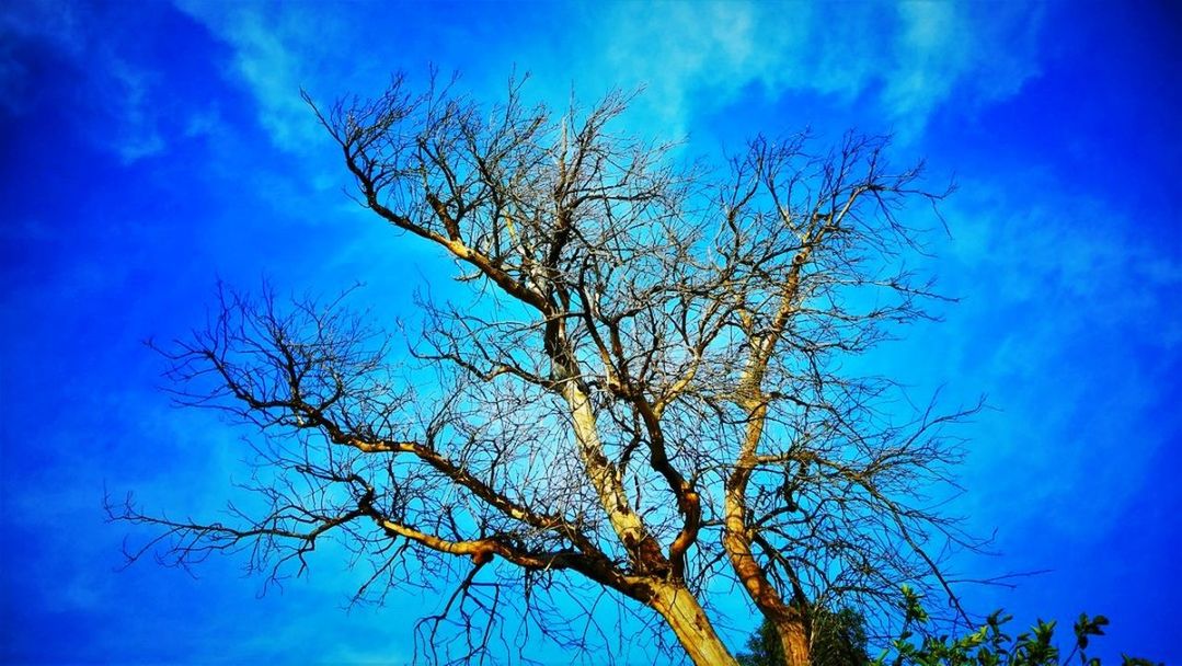 LOW ANGLE VIEW OF BARE TREE AGAINST SKY