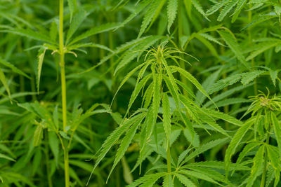 Full frame shot of fresh green plants