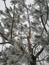 Low angle view of trees against sky