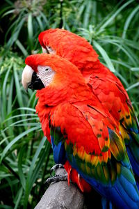 Close-up of parrot perching on tree