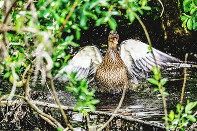 View of birds in water