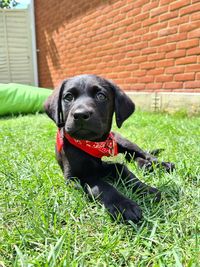 Portrait of black dog in backyard