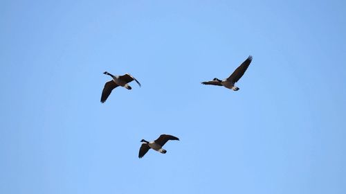 Low angle view of birds flying