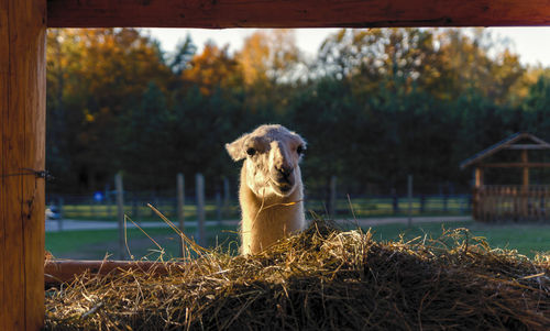 Alpaca sitting behind the haystack 