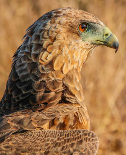 Profile view of eagle