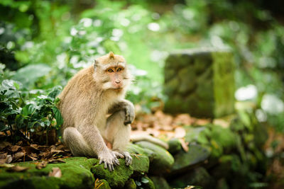 Long-tailed macaque monkey sitting, looking at camera, human-like, ubud sanctuary, bali, indonesia