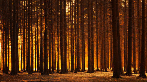 View of trees in forest