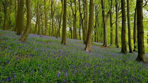 View of flower trees in the forest