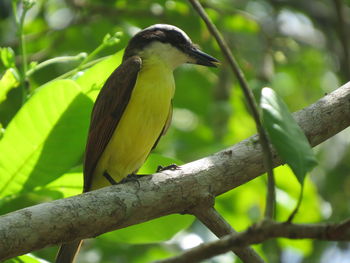 Close-up of bird perching on tree