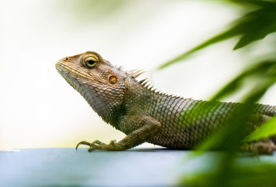 Close-up of lizard