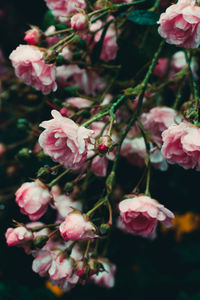 Close-up of pink cherry blossoms