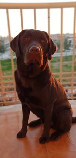 Close-up of dog sitting on floor