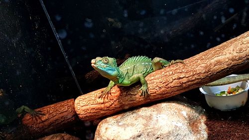 Close-up of lizard on leaf