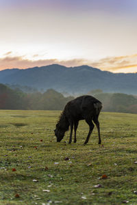 Horse grazing in a field