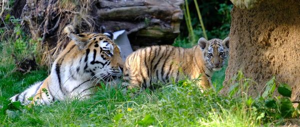 Zebras on grass