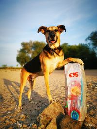 Dog standing in a field