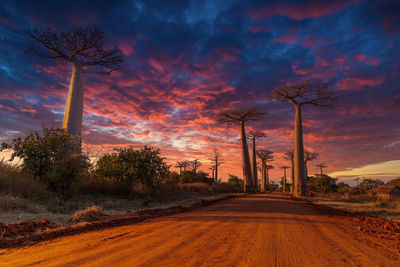 Road by trees on field against sky during sunset