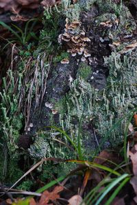 Close-up of moss growing on tree trunk