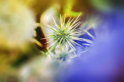 Close-up of green and off white wild thorn corwn corona like flower