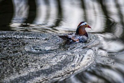 View of duck swimming in lake