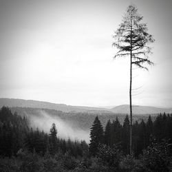 Scenic view of landscape