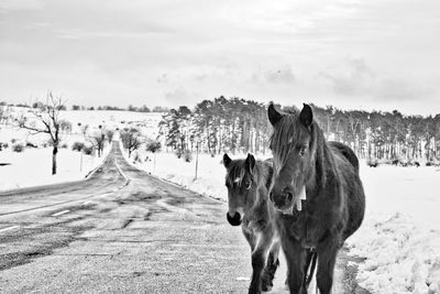 Horse standing on snow covered land