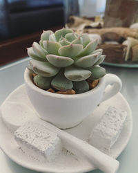 Close-up of succulent plant on table