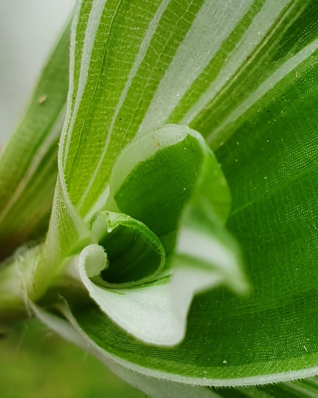 CLOSE-UP OF GREEN LEAVES