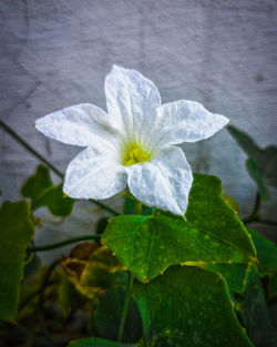 Close-up of white flowering plant
