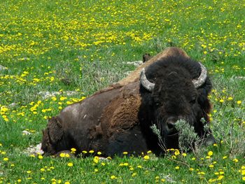 American bison relaxing on field