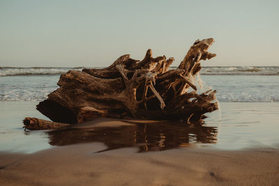 Driftwood on beach against clear sky