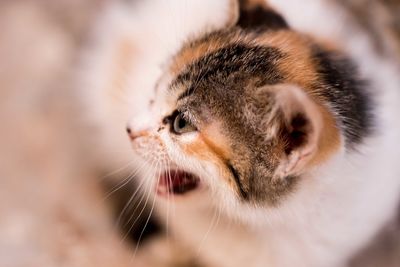 Close-up of cat