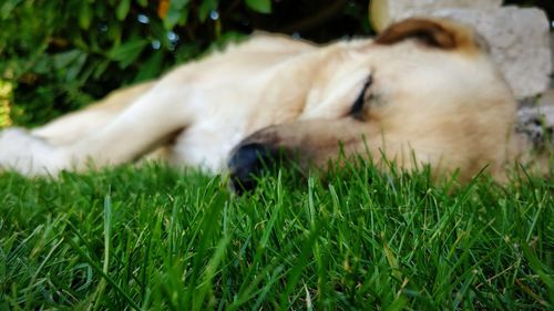 View of dog relaxing on field