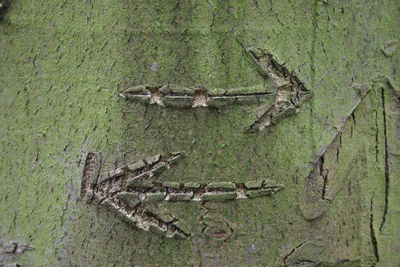 Close-up of lizard on tree trunk