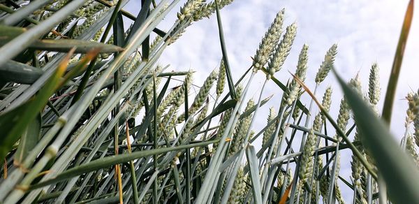 Low angle view of stalks in field against sky