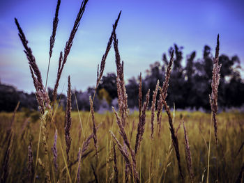 Close-up of wheat growing on field against sky