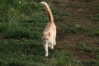 Portrait of a cat on field