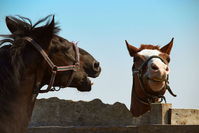 View of horse on beach against sky