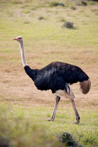 Side view of bird walking on grass