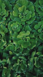 Full frame shot of green leaves