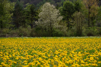 Scenic view of oilseed rape field