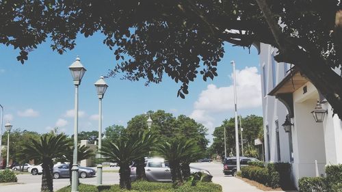 Street lights by trees against sky in city