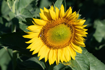 Close-up of sunflower